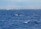 WhaleWatching 030